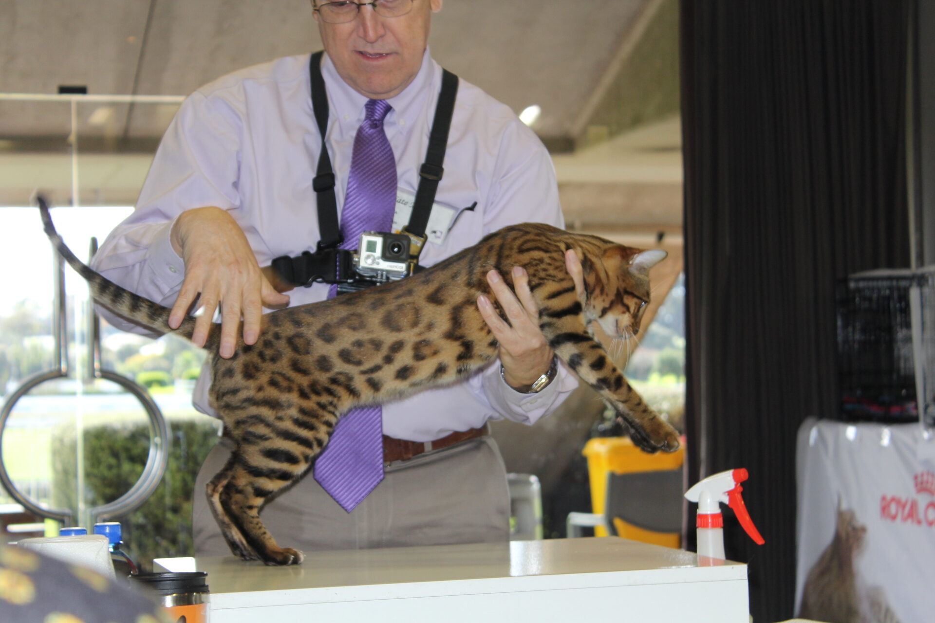 Photo 5 of Riley-retired the Male Bengal cat.