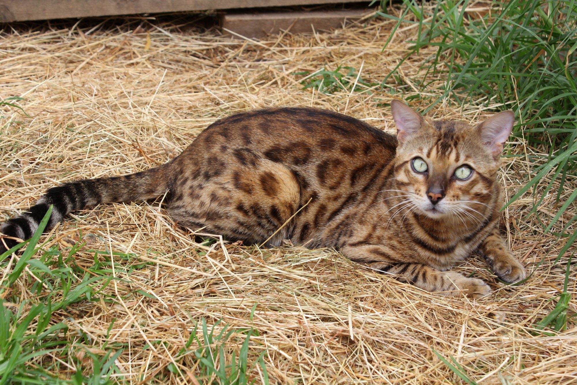 Photo 7 of Riley-retired the Male Bengal cat.