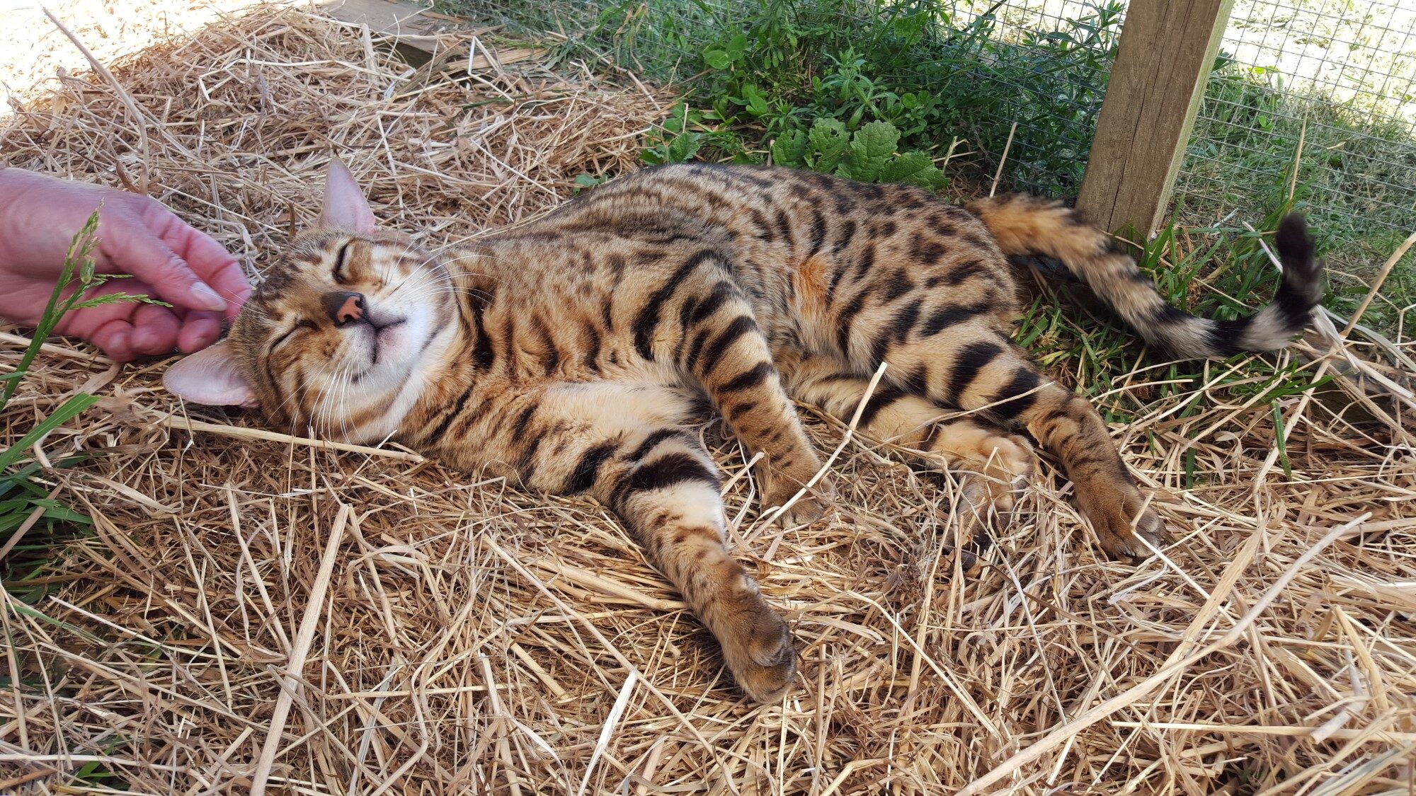 Photo 3 of Riley-retired the Male Bengal cat.