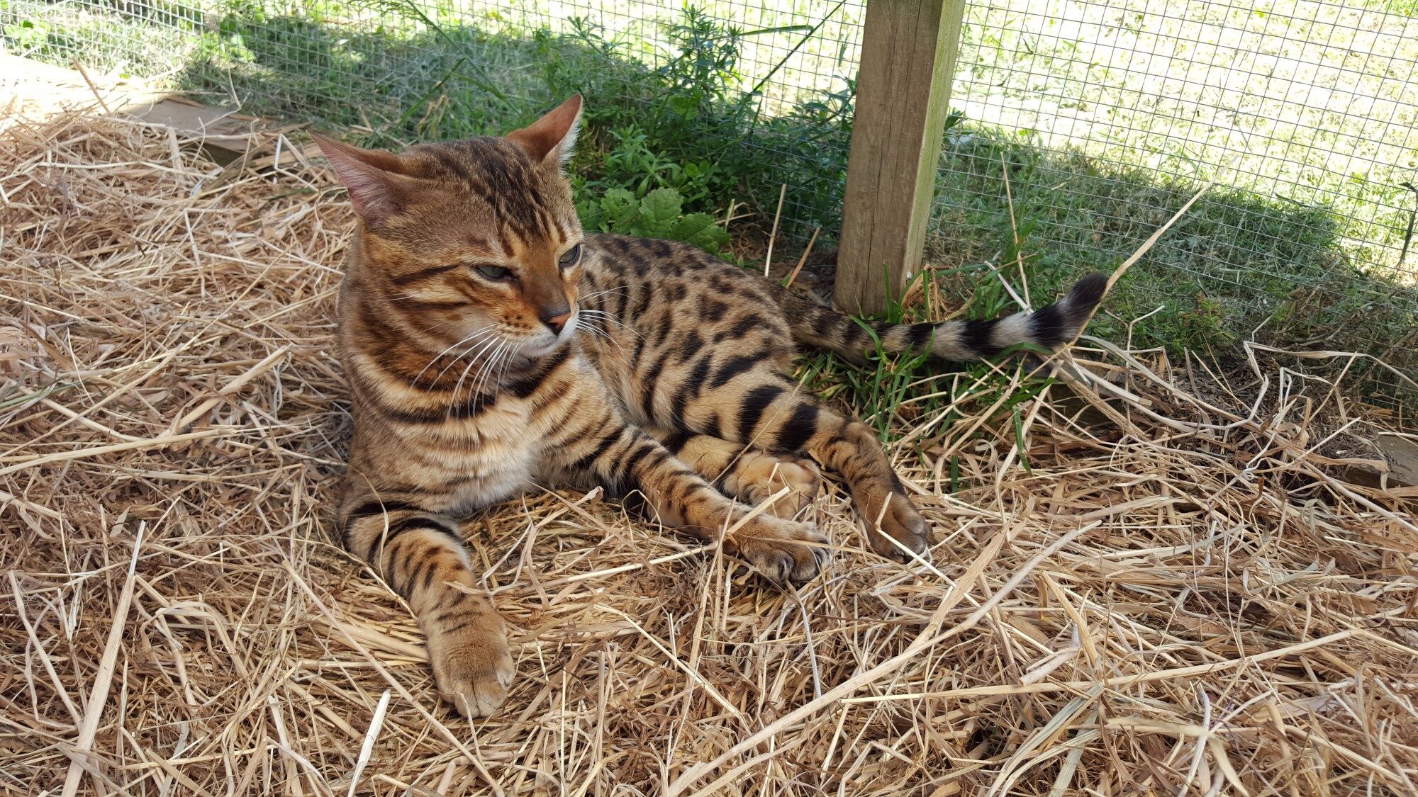 Photo 2 of Riley-retired the Male Bengal cat.