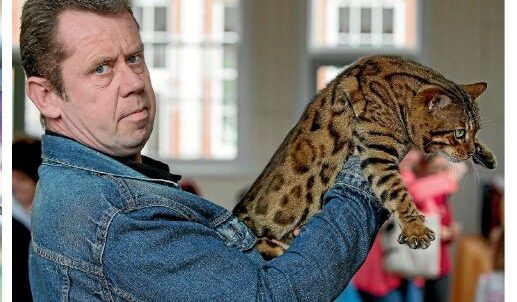 Photo 8 of Riley-retired the male Bengal cat.