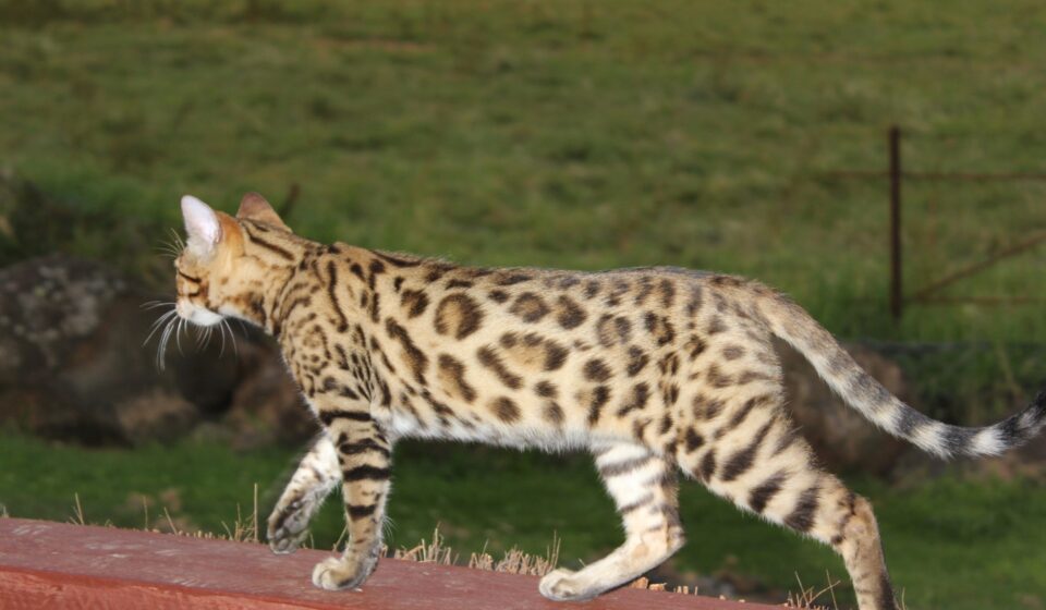 Photo 4 of Riley-retired the male Bengal cat.