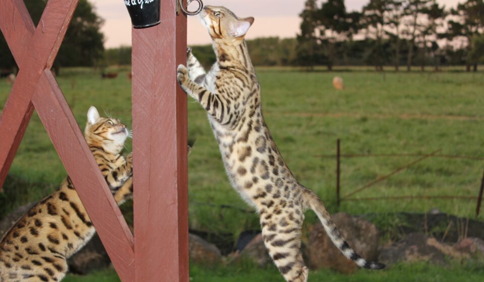 Photo 1 of Riley-retired the male Bengal cat.