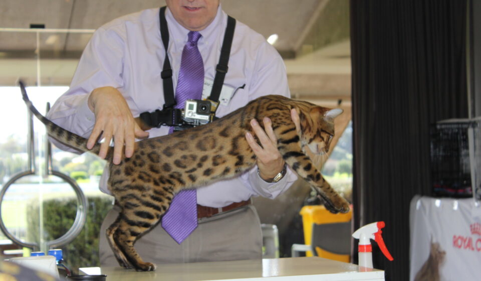 Photo 5 of Riley-retired the male Bengal cat.