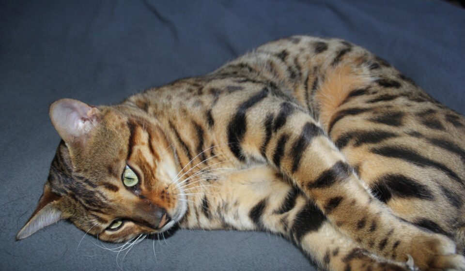 Photo 6 of Riley-retired the male Bengal cat.