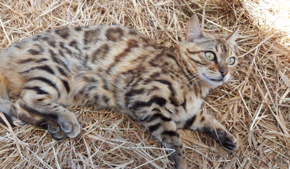 Photo 3 of Rosalyn-Retired the female Bengal cat.