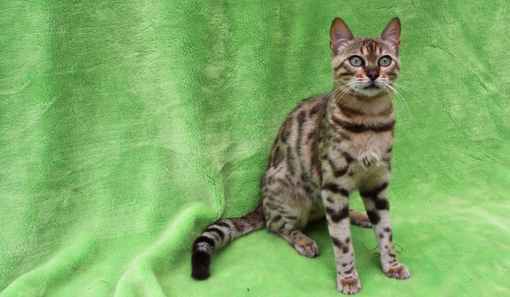 Photo 6 of Rosalyn-Retired the female Bengal cat.