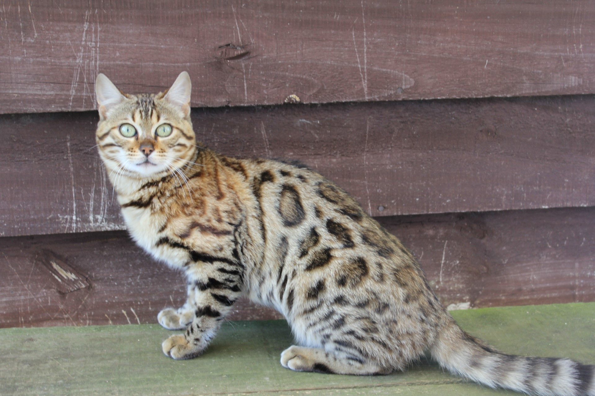 Photo 2 of Rosalyn-Retired the Female Bengal cat.