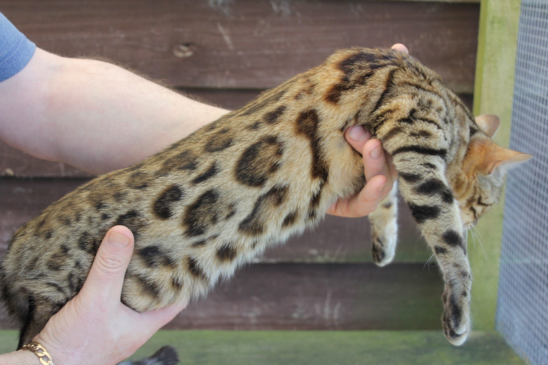 Photo 4 of Rosalyn-Retired the Female Bengal cat.