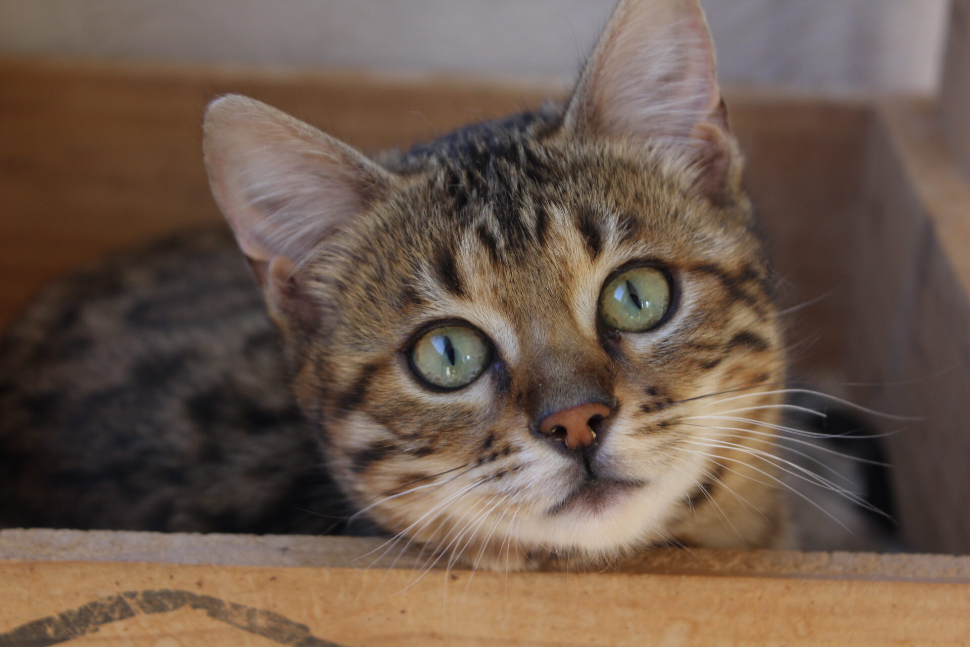 Photo 5 of Rosalyn-Retired the Female Bengal cat.