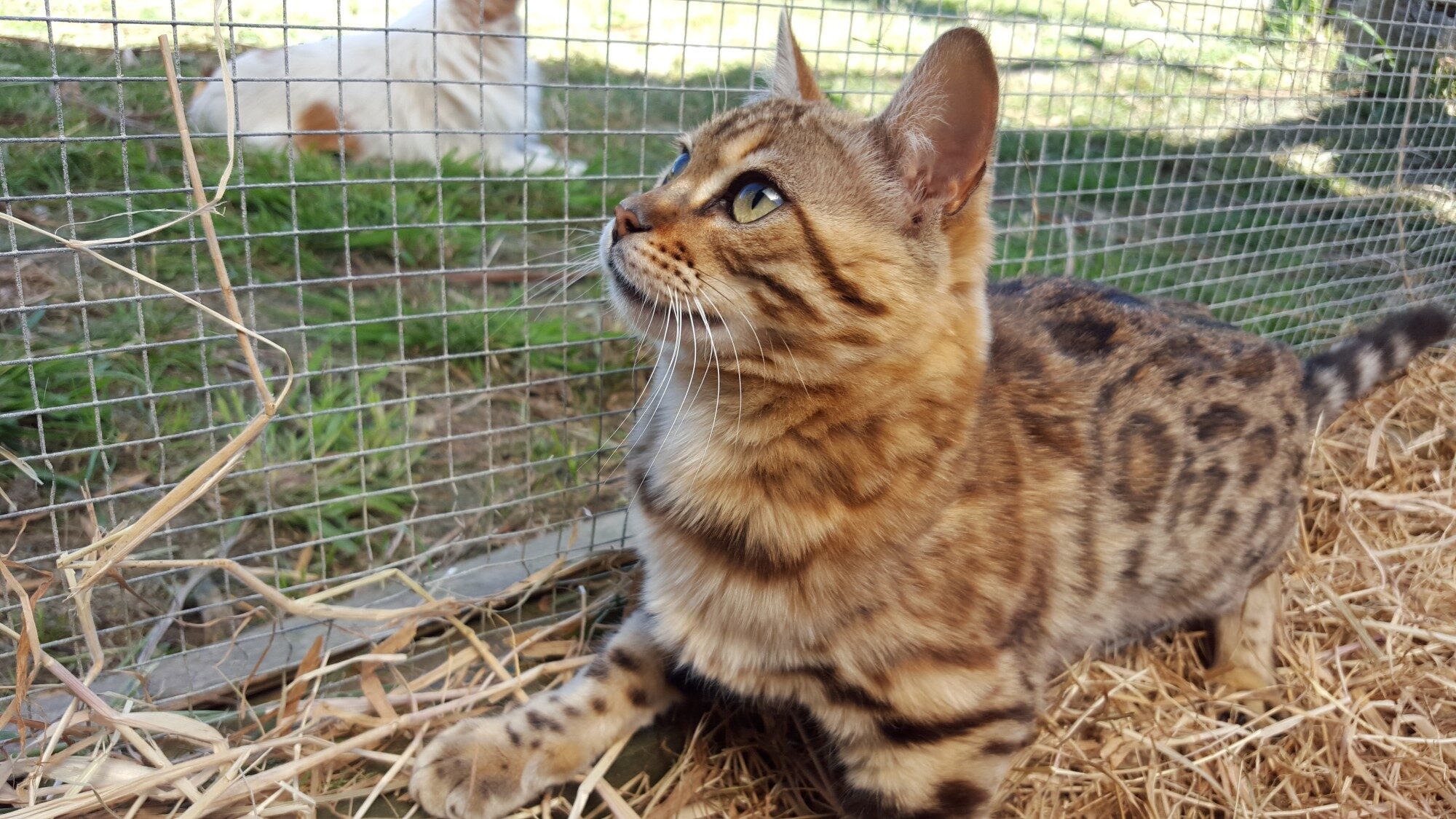 Photo 1 of Rosalyn-Retired the Female Bengal cat.
