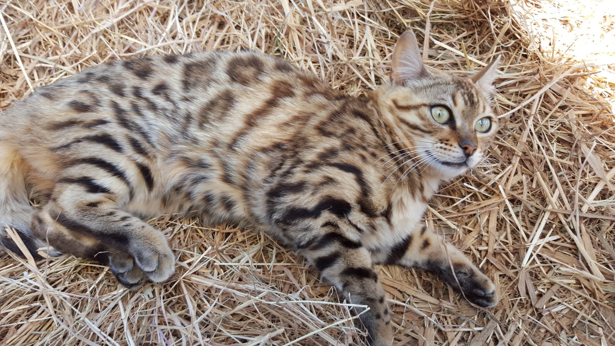 Photo 3 of Rosalyn-Retired the Female Bengal cat.