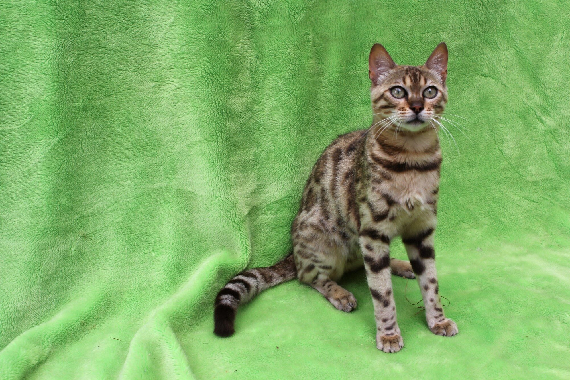 Photo 6 of Rosalyn-Retired the Female Bengal cat.