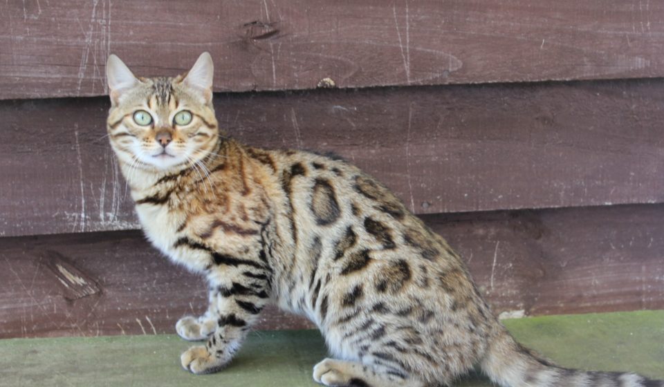Photo 2 of Rosalyn-Retired the female Bengal cat.