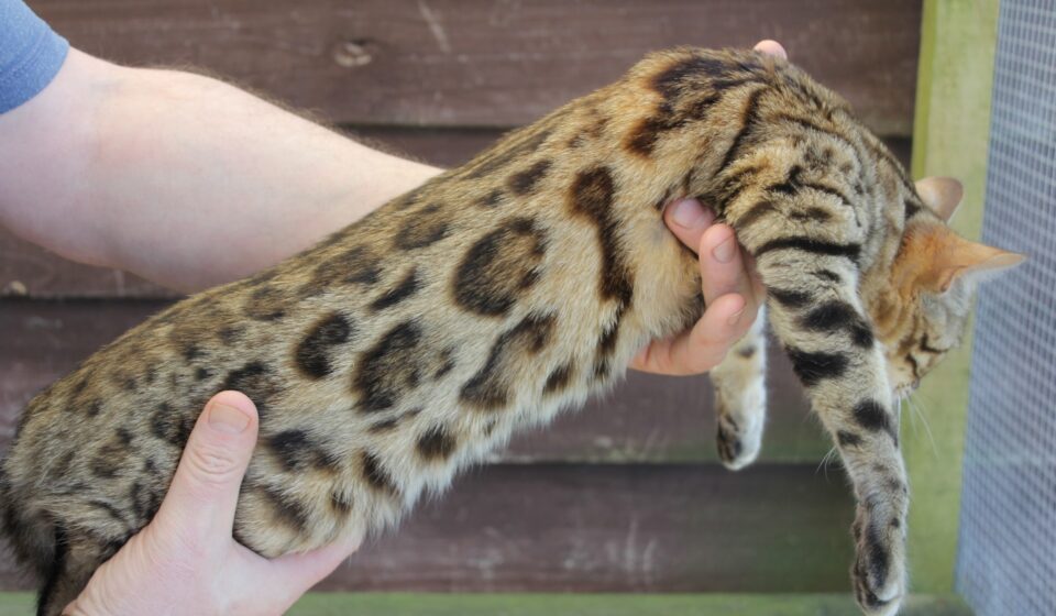 Photo 4 of Rosalyn-Retired the female Bengal cat.