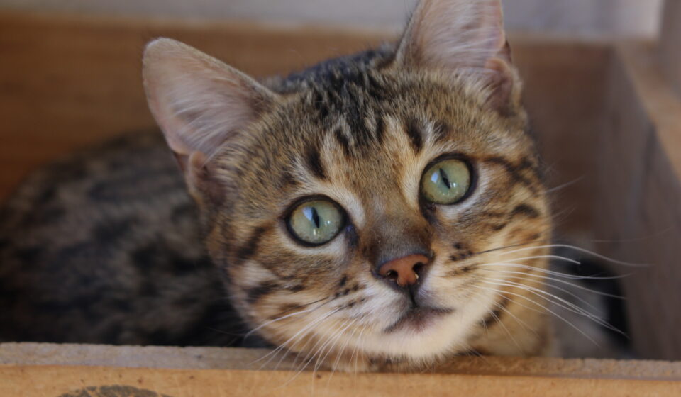 Photo 5 of Rosalyn-Retired the female Bengal cat.