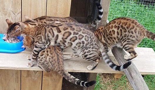 Photo 2 of The Aunties-retired the female Bengal cat.