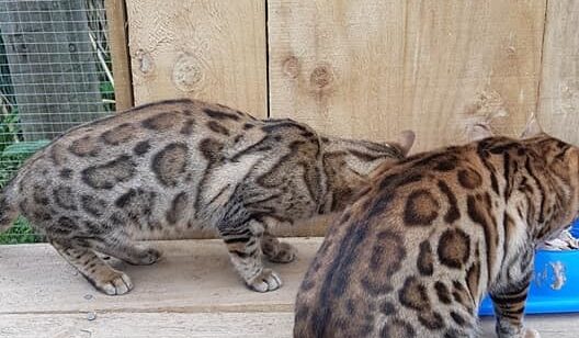 Photo 5 of The Aunties-retired the female Bengal cat.