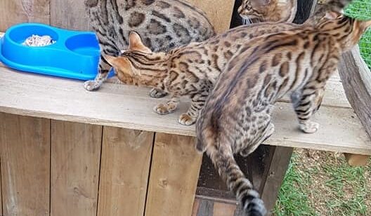 Photo 6 of The Aunties-retired the female Bengal cat.