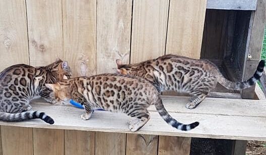 Photo 3 of The Aunties-retired the female Bengal cat.