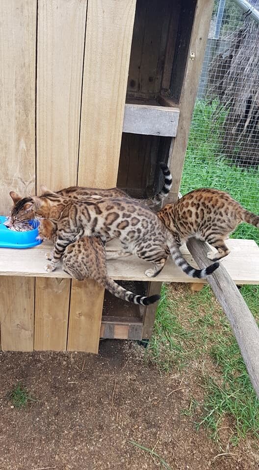Photo 2 of The Aunties-retired the Female Bengal cat.