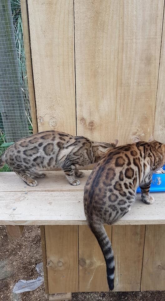 Photo 5 of The Aunties-retired the Female Bengal cat.