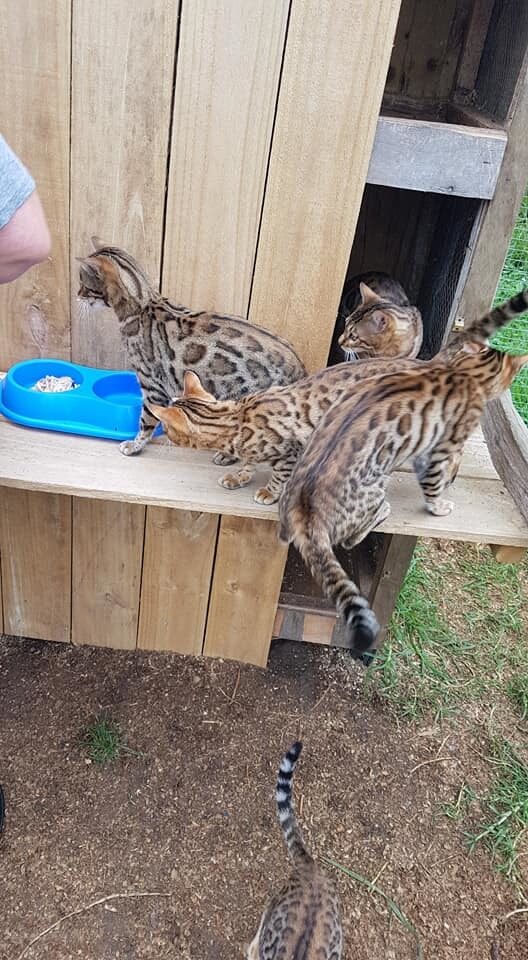 Photo 6 of The Aunties-retired the Female Bengal cat.