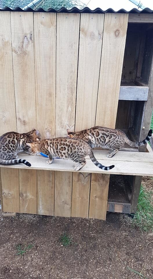 Photo 3 of The Aunties-retired the Female Bengal cat.