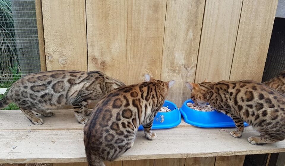Photo 1 of The Aunties-retired the female Bengal cat.