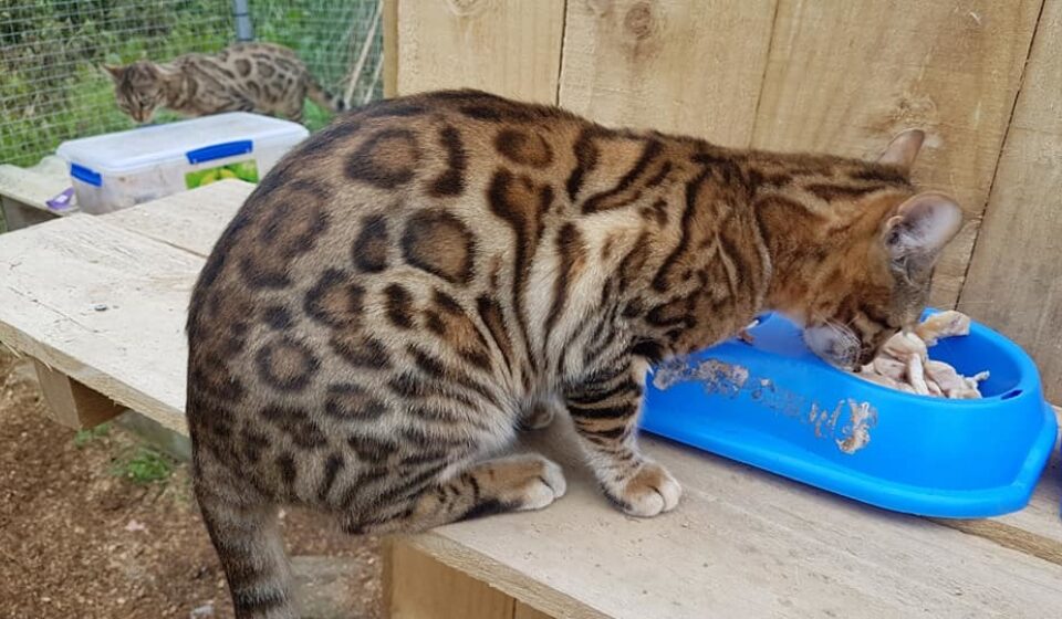 Photo 4 of The Aunties-retired the female Bengal cat.