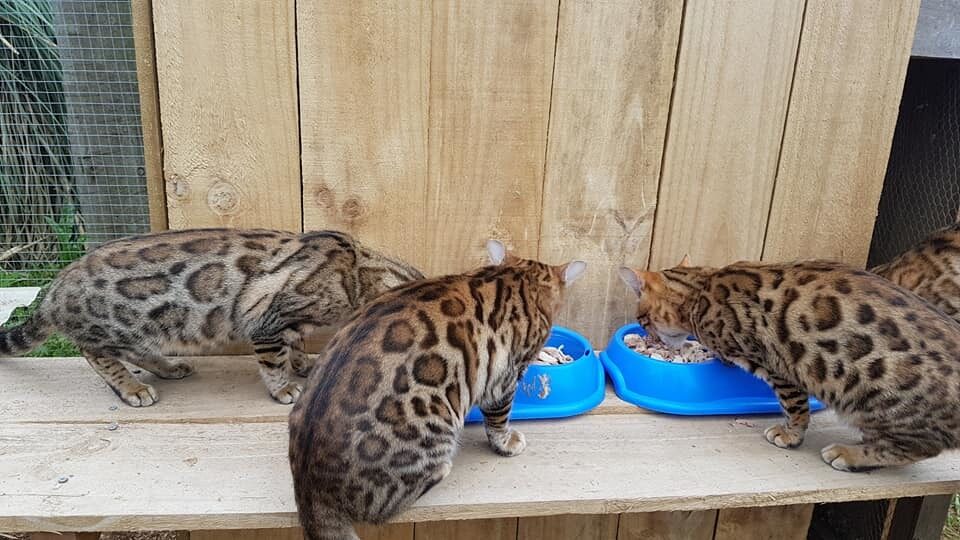 Photo 1 of The Aunties-retired the Female Bengal cat.