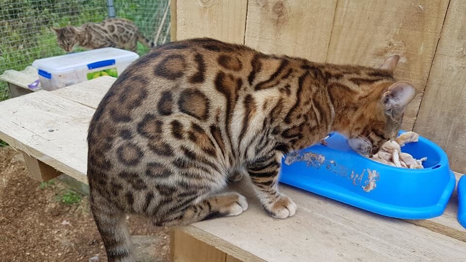 Photo 4 of The Aunties-retired the Female Bengal cat.