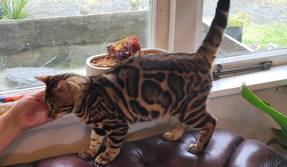 Photo 4 of Hunter the male Bengal cat.