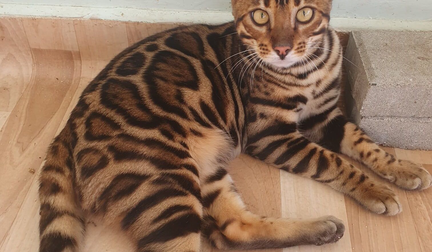Photo 3 of Hunter the male Bengal cat.