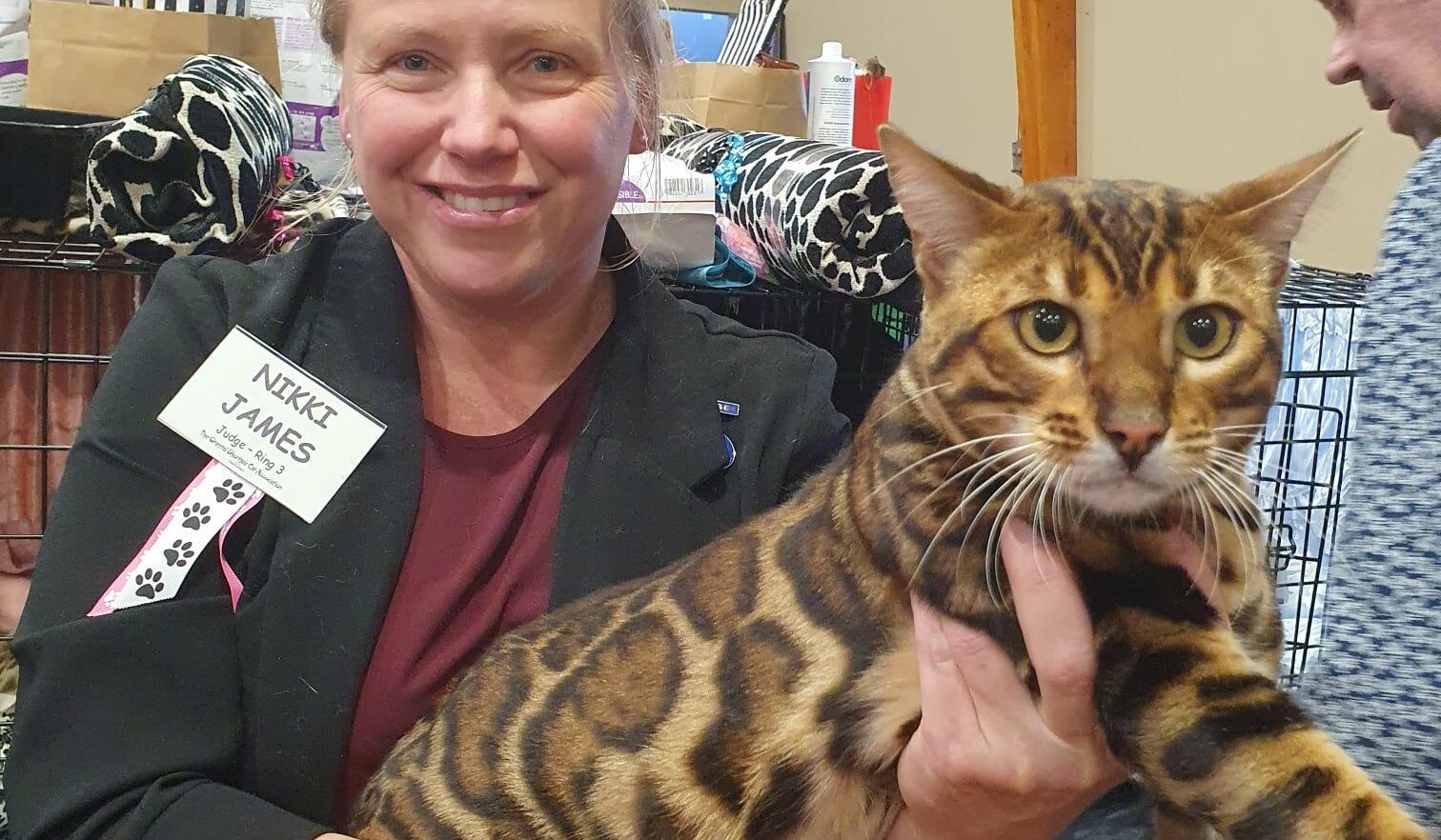 Photo 2 of Hunter the male Bengal cat.