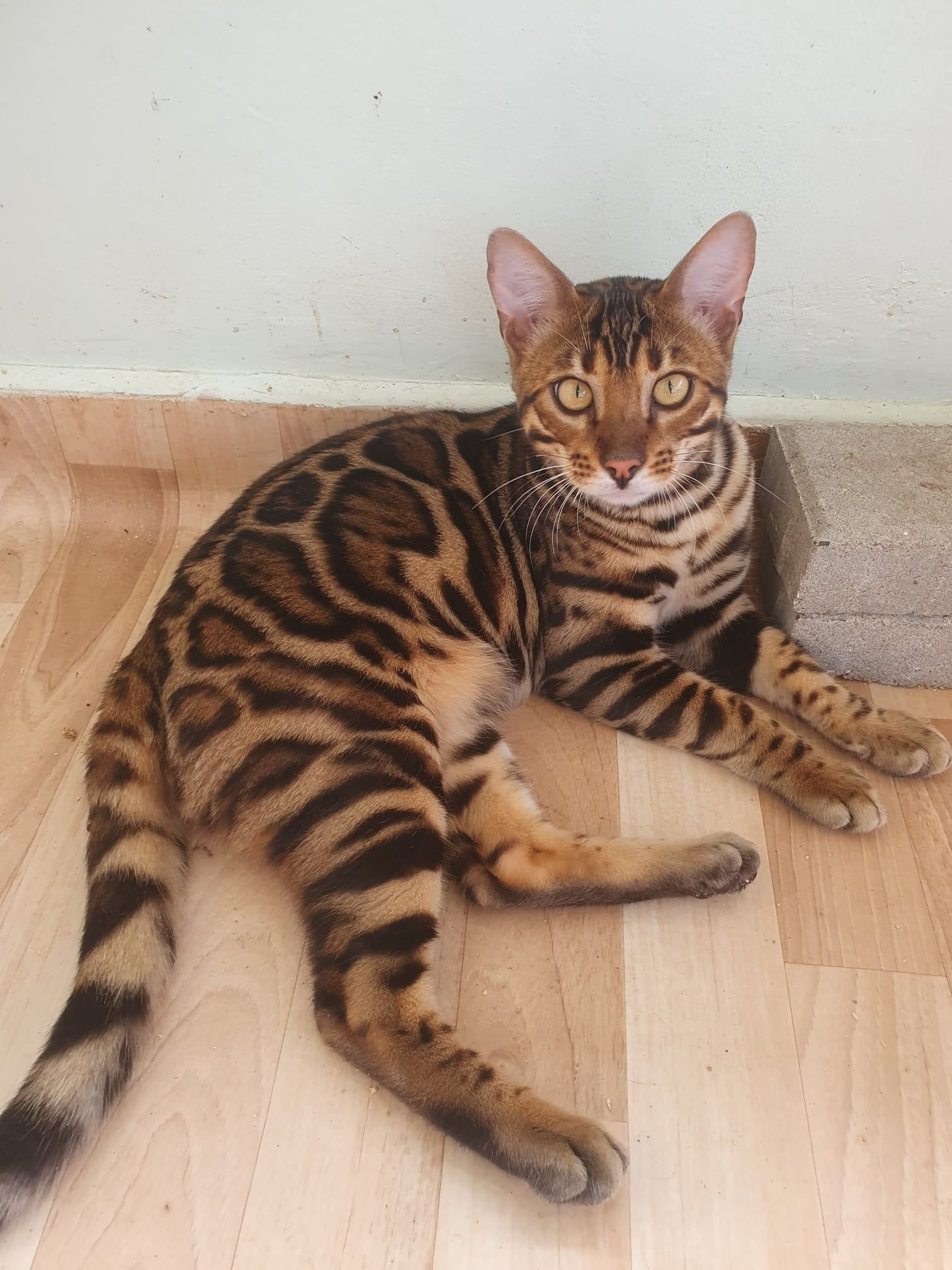 Photo 3 of Hunter the Male Bengal cat.
