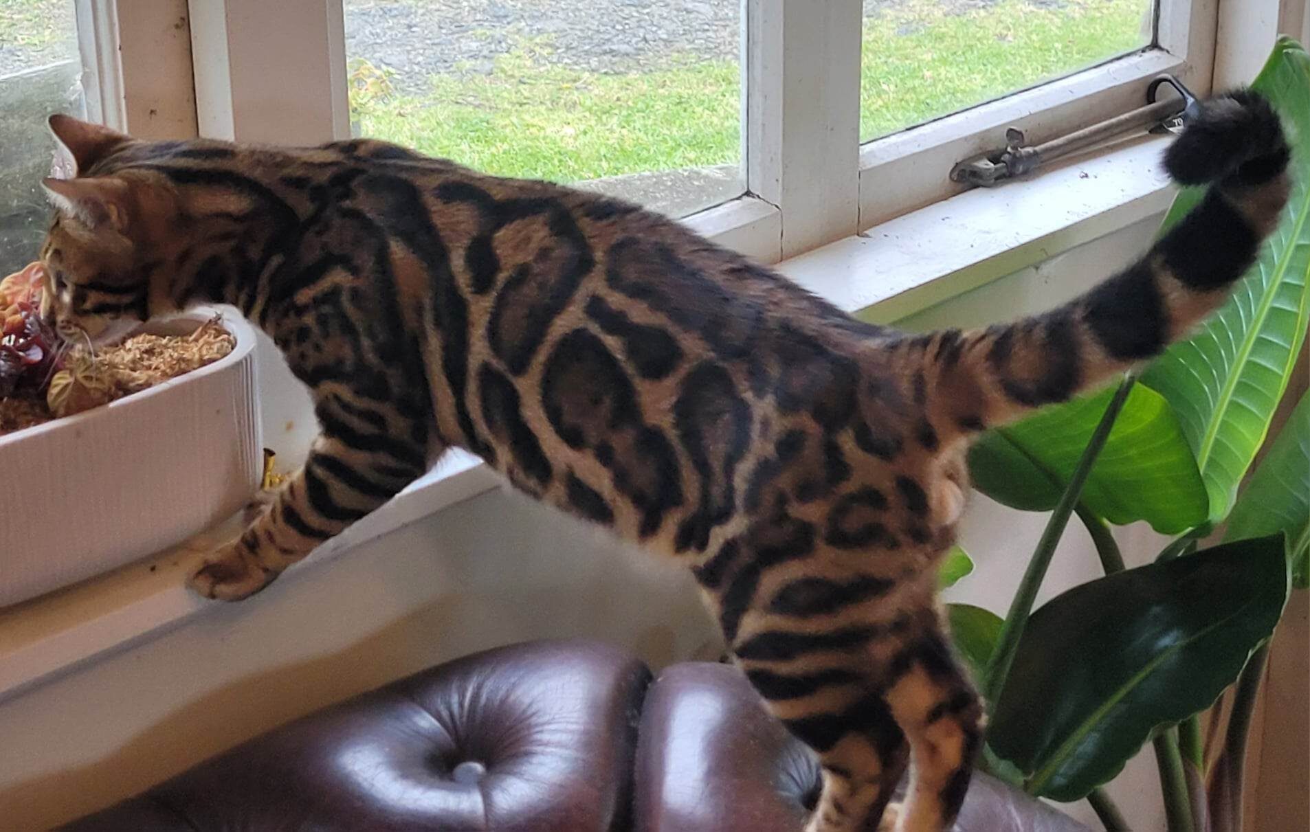 Photo 1 of Hunter the Male Bengal cat.