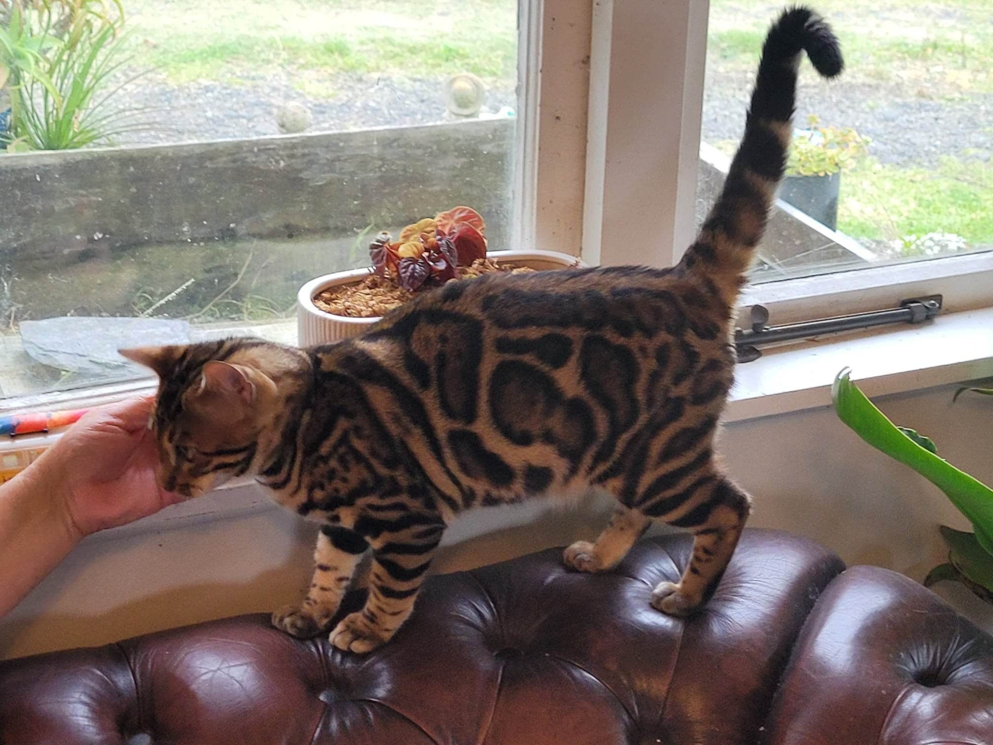 Photo 4 of Hunter the Male Bengal cat.