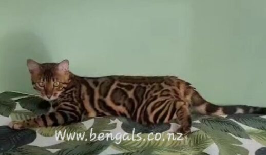 Photo 5 of Hunter the male Bengal cat.