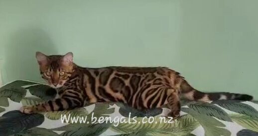 Photo 5 of Hunter the Male Bengal cat.