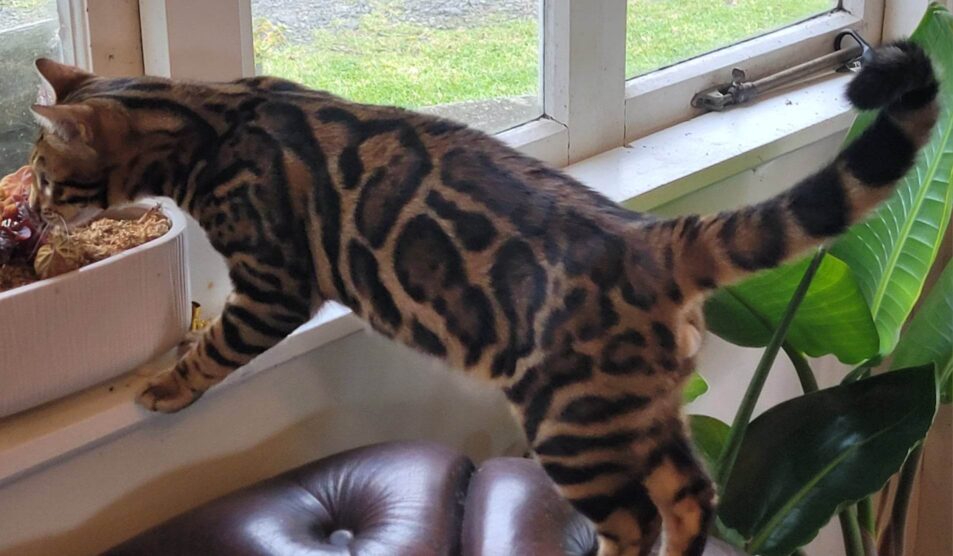 Photo 1 of Hunter the male Bengal cat.