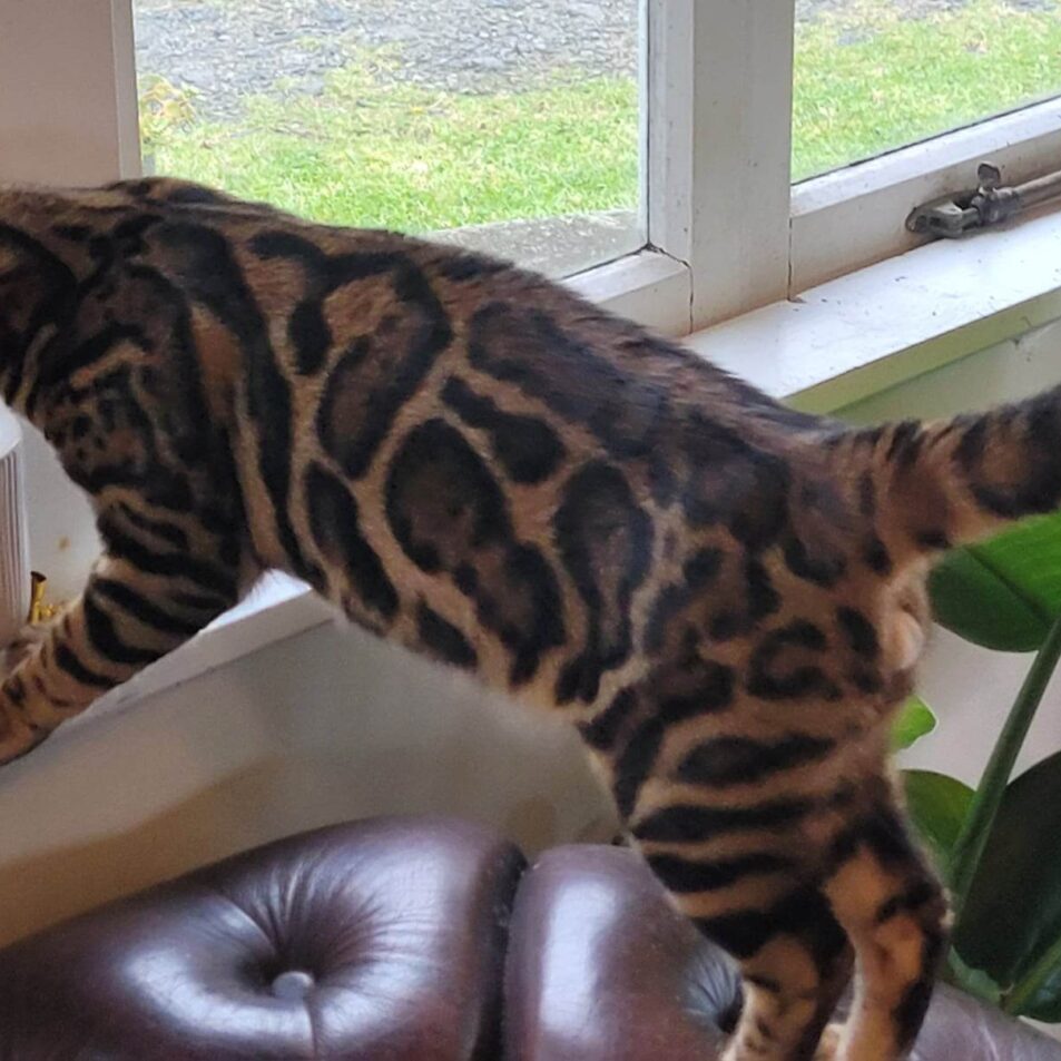 Photo 1 of Hunter the male Bengal cat.