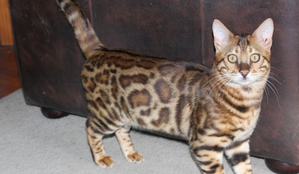 Photo 6 of Paddy the male Bengal cat.