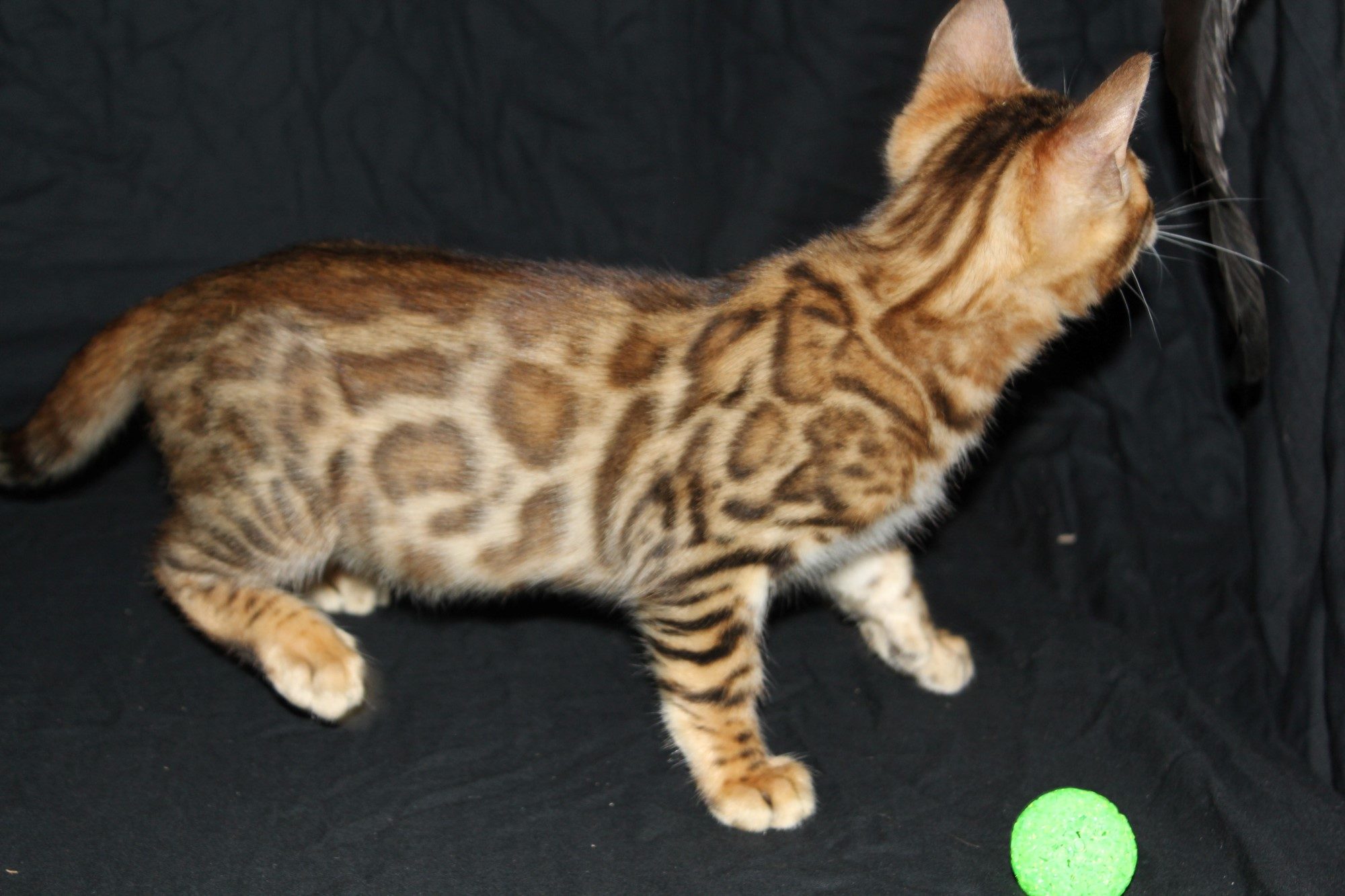 Photo 7 of Paddy the Male Bengal cat.