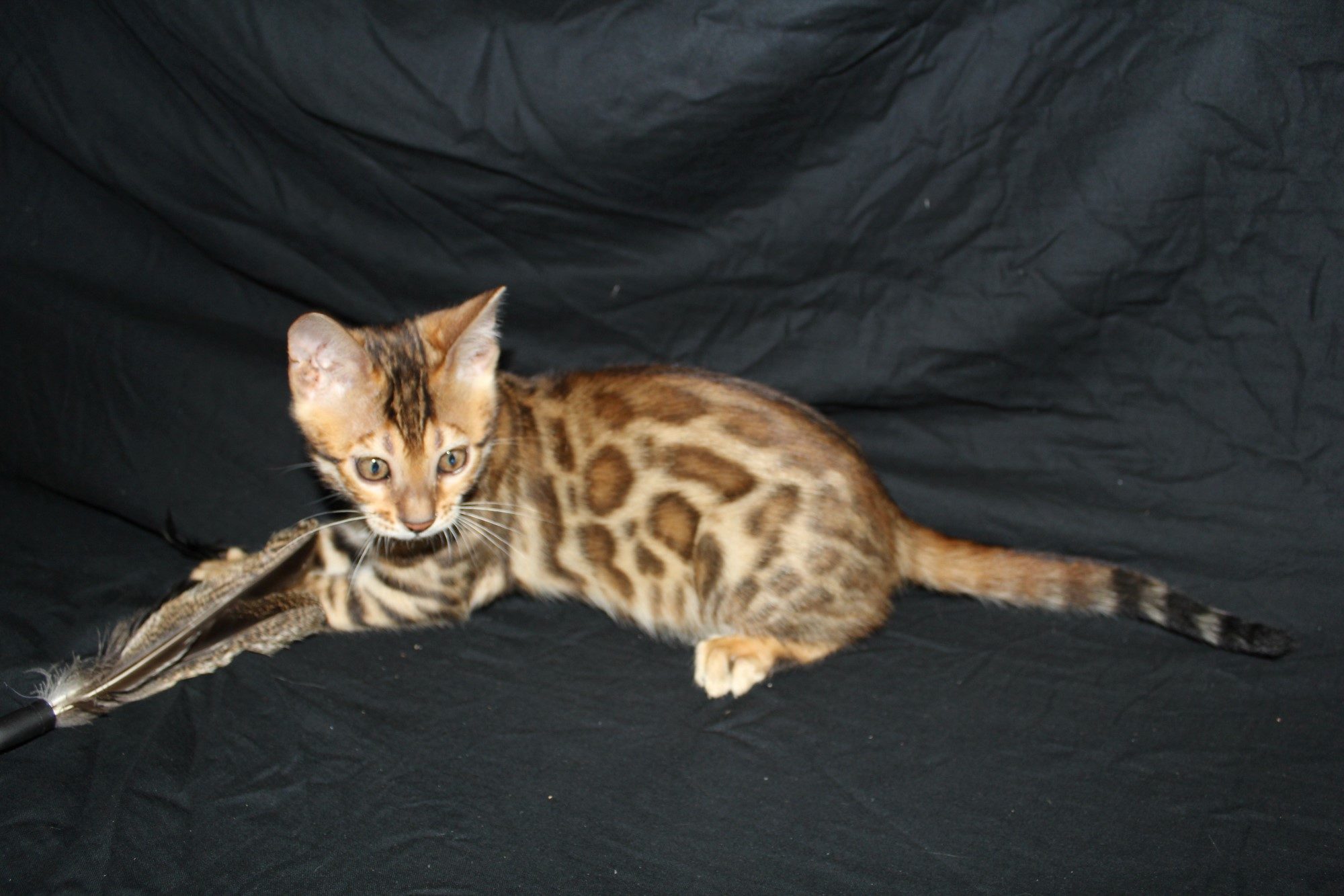 Photo 8 of Paddy the Male Bengal cat.