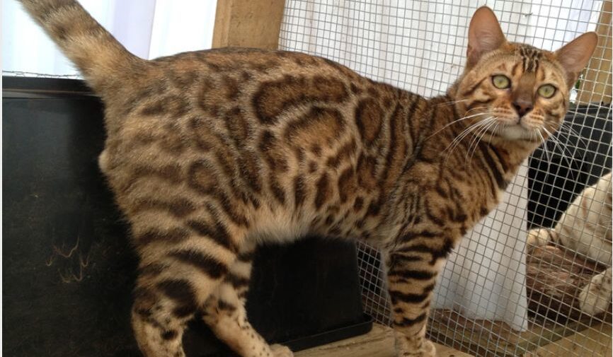 Photo 1 of Pudd'n the male Bengal cat.