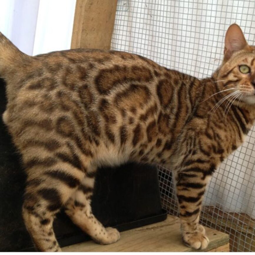 Photo 3 of Pudd'n the male Bengal cat.