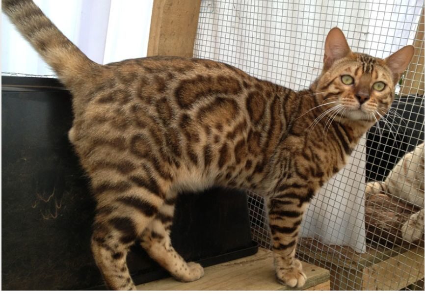 Photo 1 of Pudd'n the Male Bengal cat.