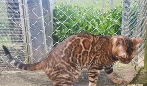 Photo 1 of Seamus the male Bengal cat.