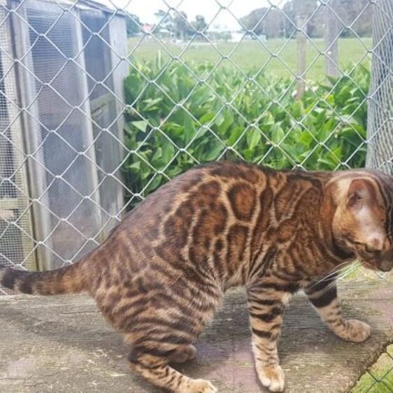 Photo 2 of Seamus the male Bengal cat.